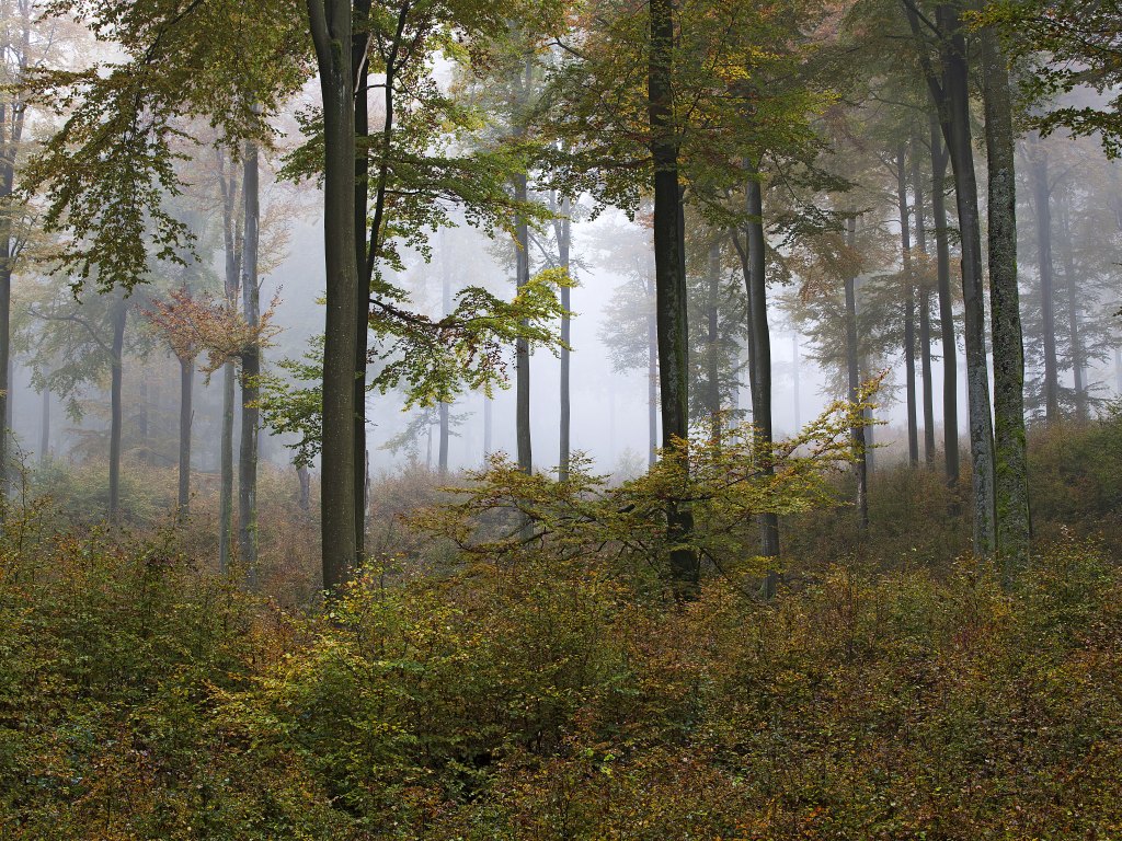 Buchenwald im Herbst (Foto: NP Hunsrück-Hochwald / K. Funk)